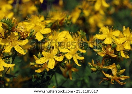 Yellow flowers of St. John's wort (lat.Hypericum) - a medicinal plant growing in a meadow Royalty-Free Stock Photo #2351183819