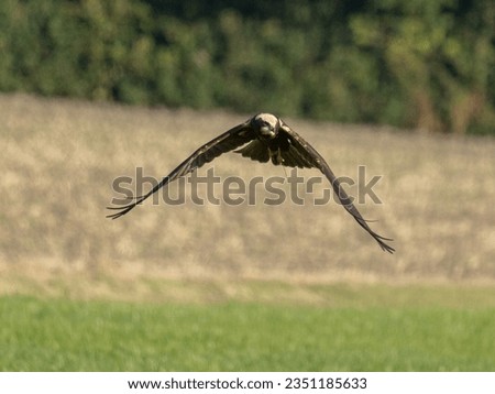 Graceful juvenile brown harrier soars, mastering the skies with its mottled elegance. Its mottled brown plumage a testament to its young age. 
