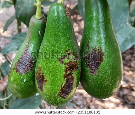 Avocado fruits damaged by Orchid or Anthurium thrips, Chaetanaphothrips orchidii (Thysanoptera: Thripidae) Royalty-Free Stock Photo #2351188101
