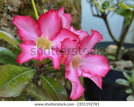 Japanese frangipani or adenium ornamental plants, which have many colors, one of which is a combination of white and pink, can be used as a bonsai plant