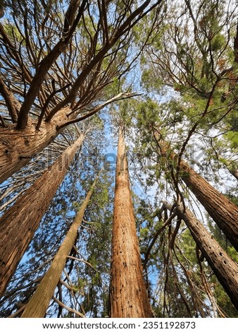 View of tall Oak trees against the sky at Oak Glen Preserve at San Bernardino County, California. Selective Focus.
