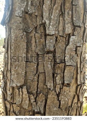 beautiful bark texture of Acacia nilotica tree