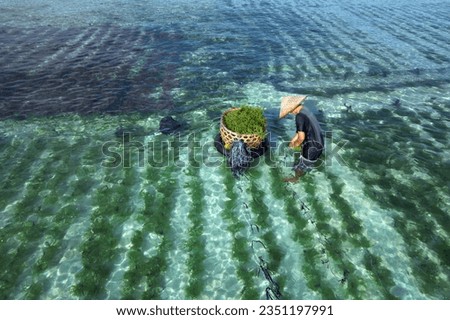 collecting  sea weed at the seaweed farm of Lembongan island in Indonesia Royalty-Free Stock Photo #2351197991