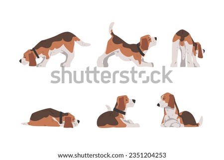 Beagle Dog as Scent Hound Breed with Brown Marking and Large Long Ears Vector Set