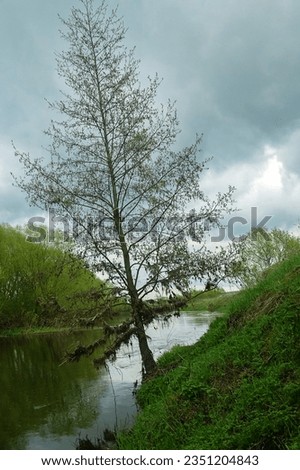 Upper course of Don River. Remains of floodplain forest of white willow and white alder. River after spring flood. Patches of dry grass hang on branches of tree and you can see level of water rise Royalty-Free Stock Photo #2351204843
