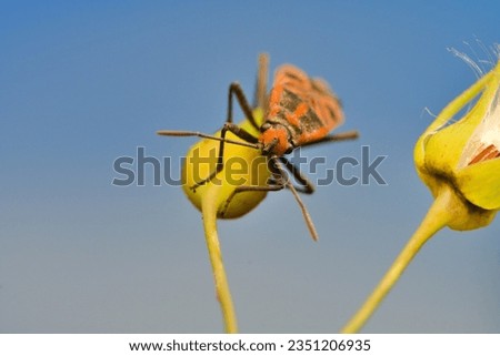 Halyomorpha halys Orange bedbugs on flowers
