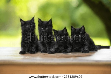 four black maine coon kittens posing outdoors together Royalty-Free Stock Photo #2351209609