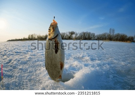 Ice recreational fishing. A picture of Zarthe (Vimba vimba) fishing with a hole, a panorama of the river and the forest shore. A fish-eye lens is used
