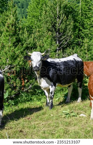 Нerd of cows grazing in alpine meadow neat Col du Lautaret, French Alps, organic farming in France Royalty-Free Stock Photo #2351213107