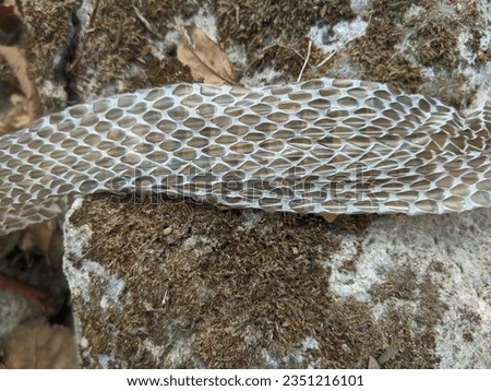 snake skin on the rock that has peeled off from its body