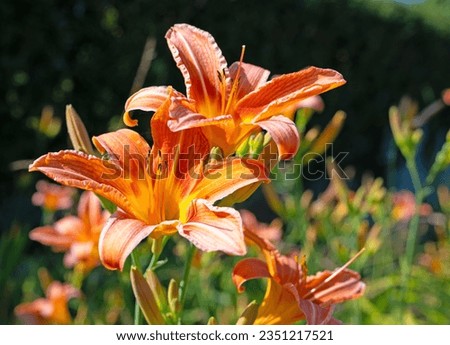 Flowering daylily, Hemerocallis, in a close-up Royalty-Free Stock Photo #2351217521