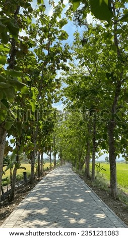 Wide road surrounded by trees and rice field in Indonesia. Road in Indonesia with teak tree.