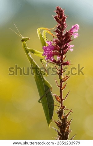 Mantis hanging on the purple flower with the front legs stretched forward. European mantis, Mantis religiosa, wildlife, Slovakia. Royalty-Free Stock Photo #2351233979