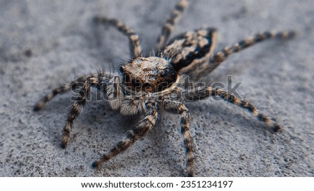 Creepy Crawly Alone: Macro Wildlife Photography of a Spider Royalty-Free Stock Photo #2351234197