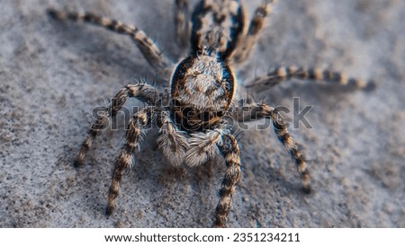 Creepy Crawly Alone: Macro Wildlife Photography of a Spider Royalty-Free Stock Photo #2351234211