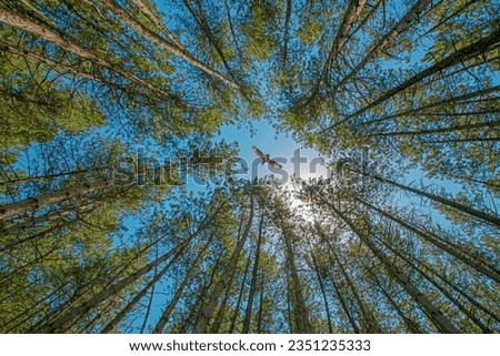 Bottom view of tall coniferous trees in the forest and short-eared owl (Asio flammeus) flying against blue sky background, illuminated by the sun. Low wide angle background, perspective view
