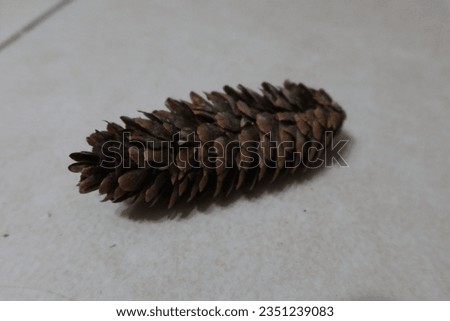 A pine cone falls to the ground after falling from the tree