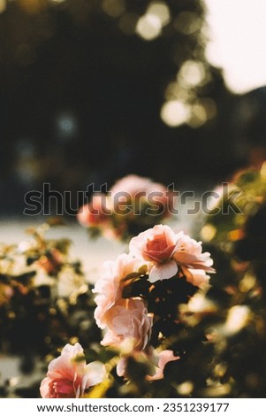 blooming rose in sunlight close-up. photo of nature. blooming rose bush