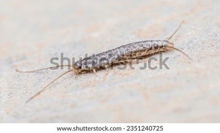 A Silverfish (Lepisma saccharinum) on floor, Insect running on floor.