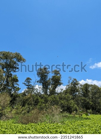 Tra Su cajaput forest near Chau Doc in Southern Vietnam - Night-herons Nycticorax nycticorax and little egrets Egretta garzetta nesting in branches of trees on a clear sunny day
