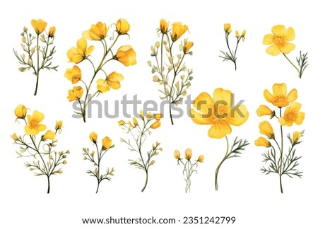 Watercolor painting set of yellow wild flowers branches on white background, vector illustration