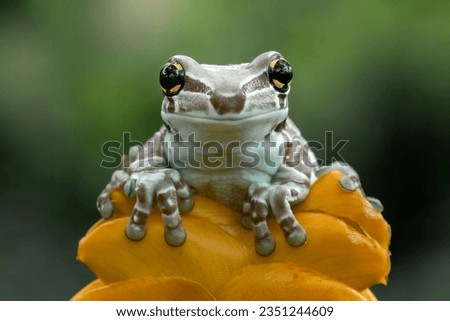 The Amazon Milk Frog (Trachycephalus resinifictrix) or Blue Milk Frog.