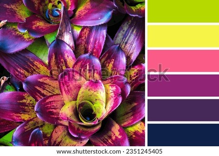 Closeup Bromeliad in a color palette with complimentary color swatches.
