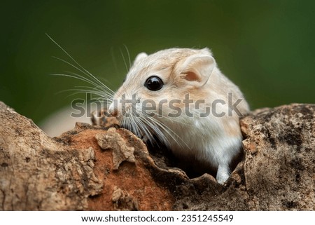 Gerbils are very popular pets because they are cute, clean, and not aggressive.