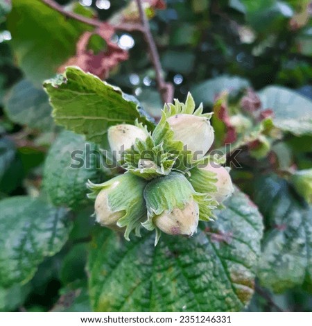 Green ripening hazelnuts or cob nut seeds. Latin name Corylus avellana, the common hazel, is a species of flowering plant in the birch family Betulaceae. Hazelnut tree leaves green background. Royalty-Free Stock Photo #2351246331