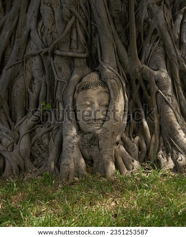 
buddha head in the tree of ayutthaya city, thailand