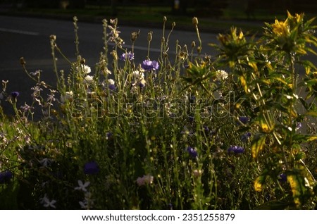 Pictures of some wild flowers growing beside the road on an estate in Dublin 