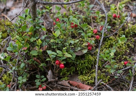 Cranberry bushes grow in the forest on moss. Berry harvest, forest picture village concept