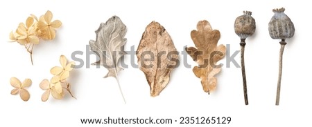 bright natural autumn or fall design elements in neutral colors and hues isolated over white background, feminine seasonal forest or garden elements, dry leaves, hydrangea flowers, poppy pods