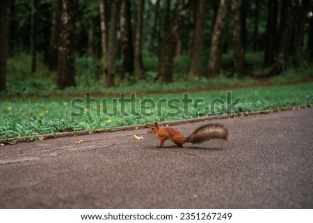 an orange squirrel on the asphalt near the green grass