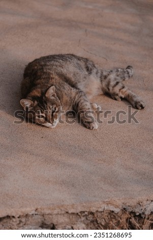 Sweet beautiful Cat relaxing lying on asphalt street ground, Greece City Monemvasia in Peninsula Peloponnese, Wild Animal Pet Photography