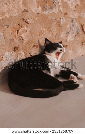 Cute black Cat yawning and lying on rock wall in Greece Little City Monemvasia Peninsula Peloponnese, Sweet Pet Photography, European Animals