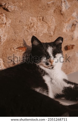 Sweet black Cat lying and sleeping on a rock wall in Greece Town Monemvasia Peloponnese, Cute Pet Photography, European cats