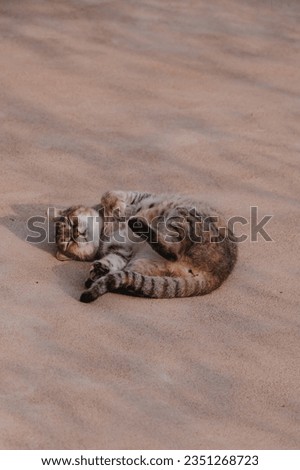 Sweet beautiful Cat chilling and lying on asphalt street ground, Monemvasia City in Greece Peninsula Peloponnese, Animal Photography