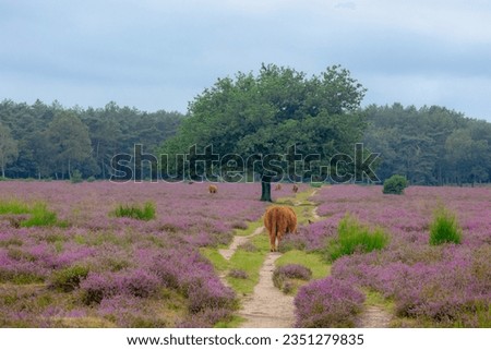 Highland cattle on calluna vulgaris flowers field and big tree, Heath, ling or simply heather, The sole species in the genus Calluna in the family of Ericaceae, Bussumerheide, Hilversum, Netherlands. Royalty-Free Stock Photo #2351279835