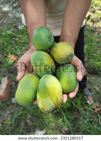 A hand full of ripened mangoes, a picture of a person's hand full of freas ripened mangoes.