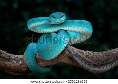 Blue White-lipped Pit Viper (Trimeresurus insularis) is venomous pit viper and endemic species in Indonesia. Royalty-Free Stock Photo #2351286353