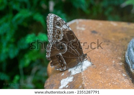 A large heath butterfly perched on a stone, taking a break.