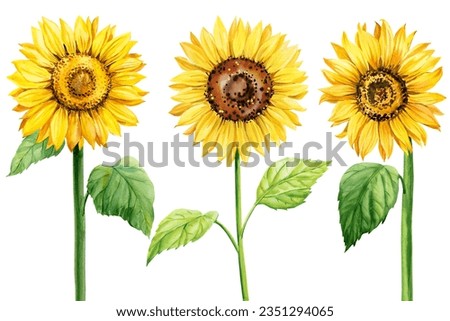 sunflowers set, watercolor yellow flowers on isolated white background, botanical painting design elements