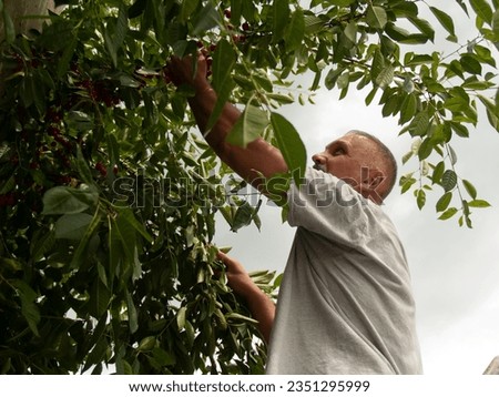 A man picks a berry from a tree