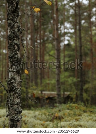 Swedish forest nature fall pictures