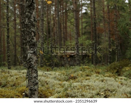 Swedish forest nature fall pictures