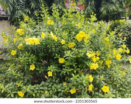 Language
Download PDF
Watch
Edit
Allamanda schottii, commonly known as bush allamanda, is a shrub of genus Allamanda in the family Apocynaceae, which is native to Brazil. Reaching 2.5 metres (8.2 ft) 