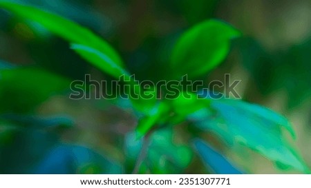 blur leaf background (stock image)