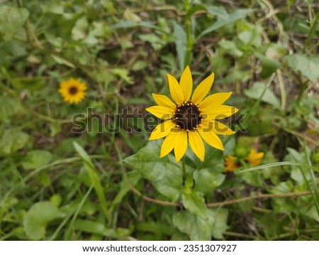 Language
Download PDF
Watch
Edit
Rudbeckia hirta, commonly called black-eyed Susan, is a North American flowering plant in the family Asteraceae, native to Eastern and Central North America and natura