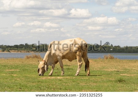 Cows eating green rice and grass field in Kanchanaburi district, Thailand in travel vacation concept. Animals in agriculture farm.